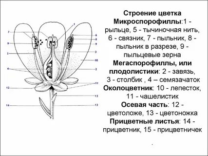 Измерение комнатных растений биология 5