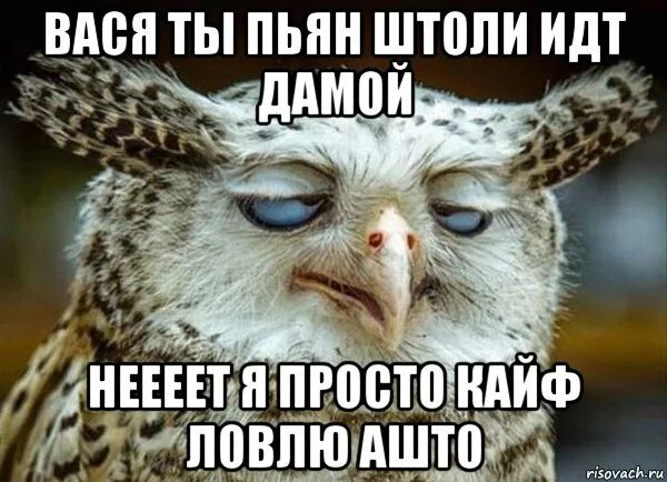 От другого кайф ловлю я не пью. Кайф ты поймала Мем. Солевая Сова ава. Сова Мем кайфует. Солевая Сова Мем.