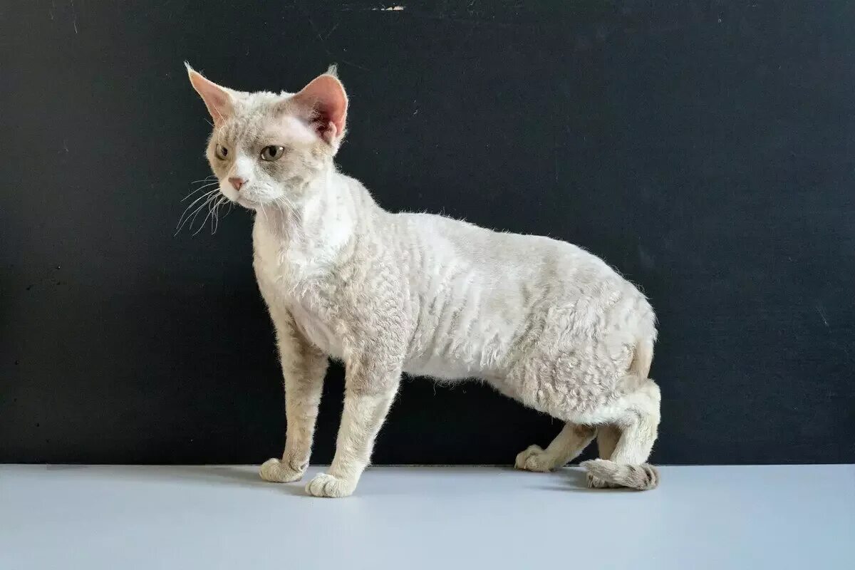 Девон рекс купить в спб. Девон рекс кошка. Девон рекс белый. Порода кошки рекс Девонширская. Кошки с бархатной шерстью.
