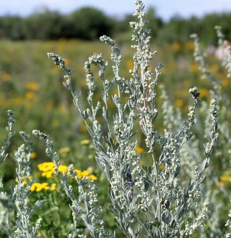 Как лечить пала. Полынь горькая (Artemisia absinthium). Полынь обыкновенная (Artemisia vulgaris). Полынь чернобыльник. Полынь Степная.