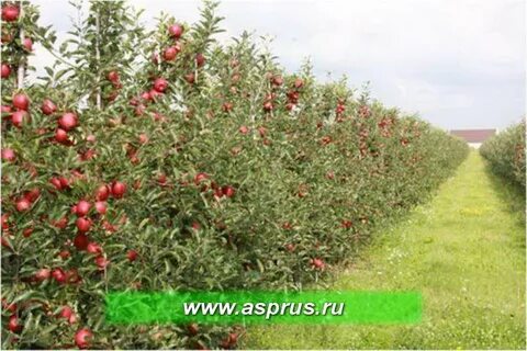 Урожайность яблони