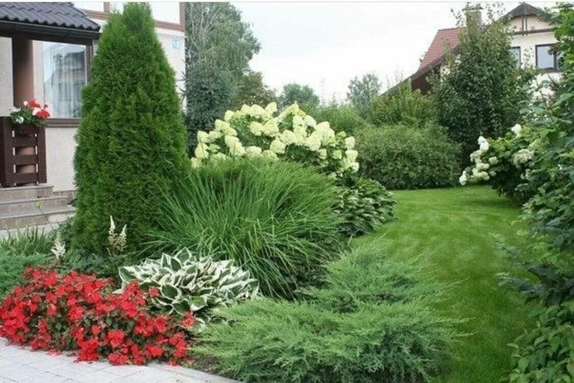 Можно ли садить тую