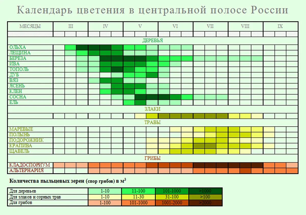 График цветения березы