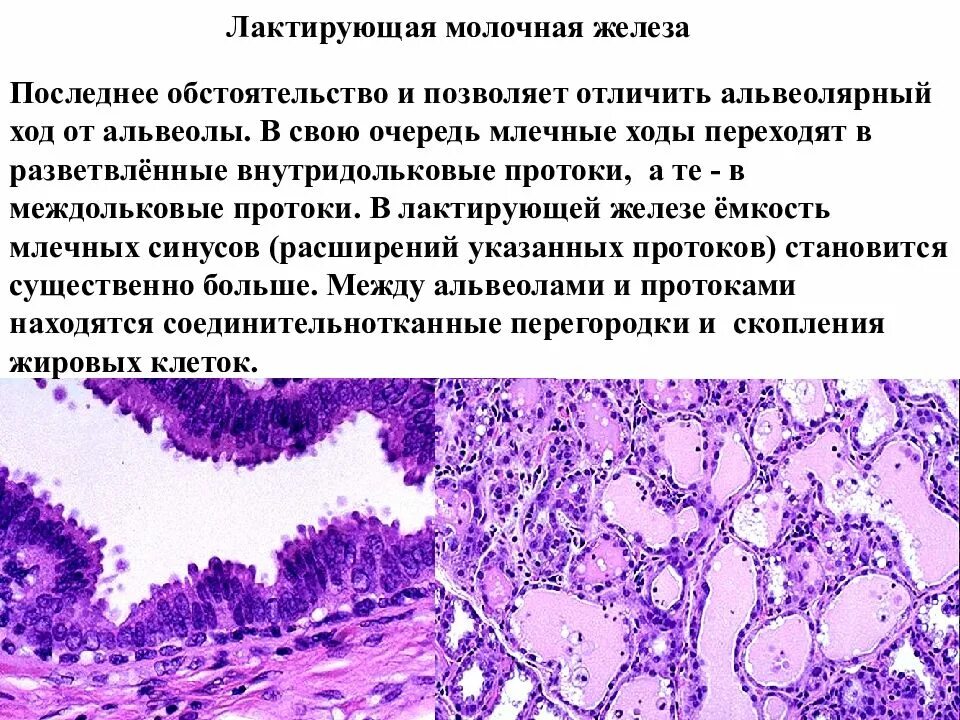 Какую функцию выполняют млечные железы. Сложные разветвленные альвеолярно-трубчатые железы. лактирующая молочная железа. млечные альвеолярные ходы. лактирующая молочная железа гистология.