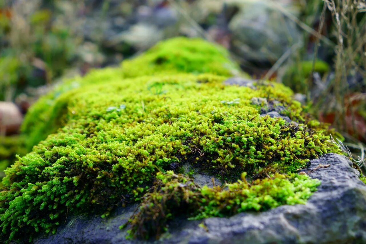 Мох жемчужный. Мох луговой. Мох болмос грин. Мох на камне. Мох рикардия.