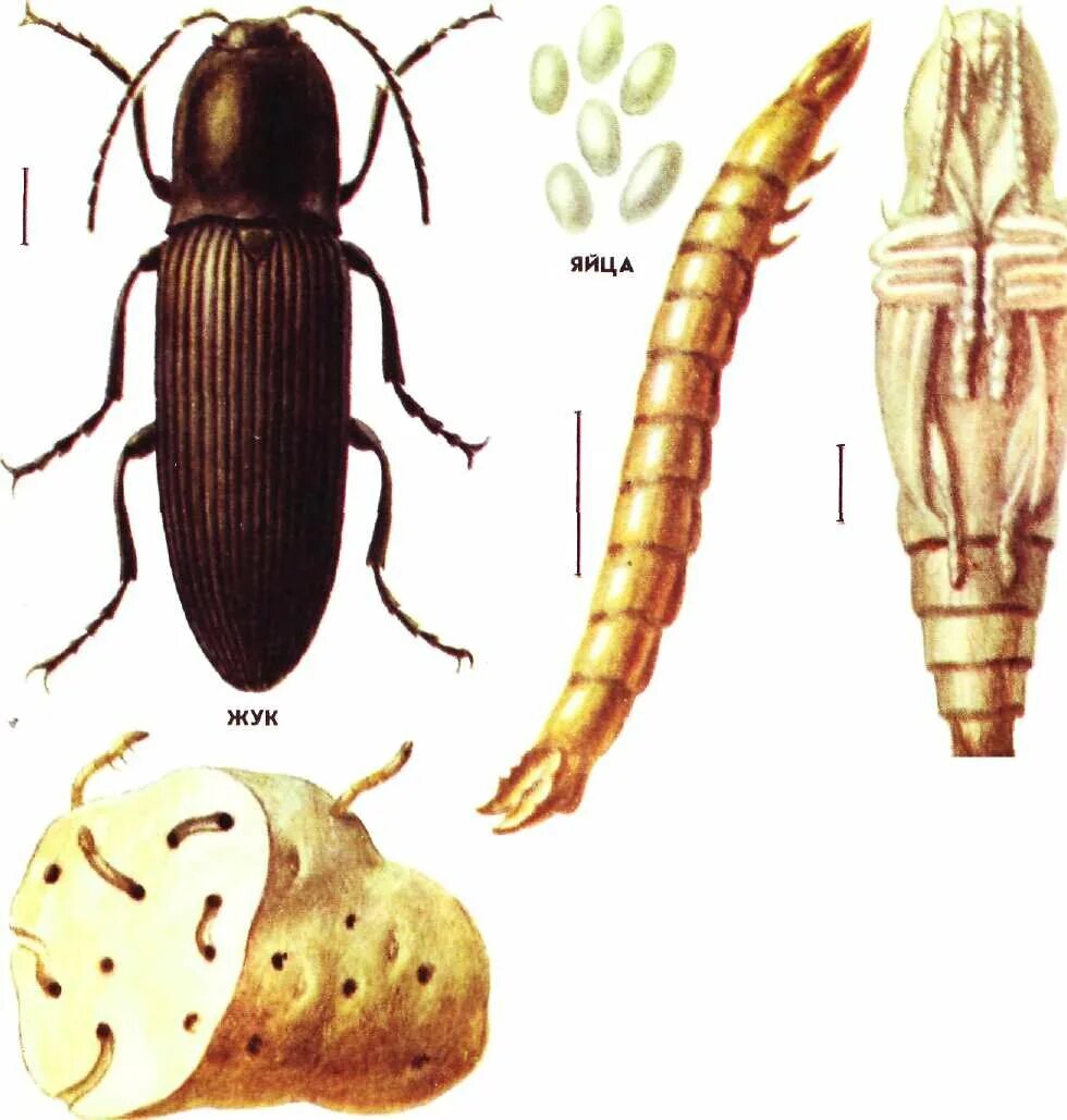 Какое развитие у жуков. Жук-Щелкун проволочник. Проволочник это личинка жука-щелкуна. Личинка жука щелкуна. Щелкун проволочник.