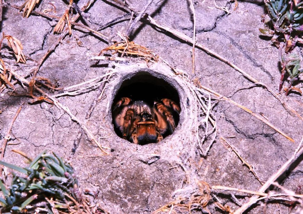 Южнорусский Тарантул норка. Южнорусский Тарантул гнездо. Норка тарантула. 2 земляные норы