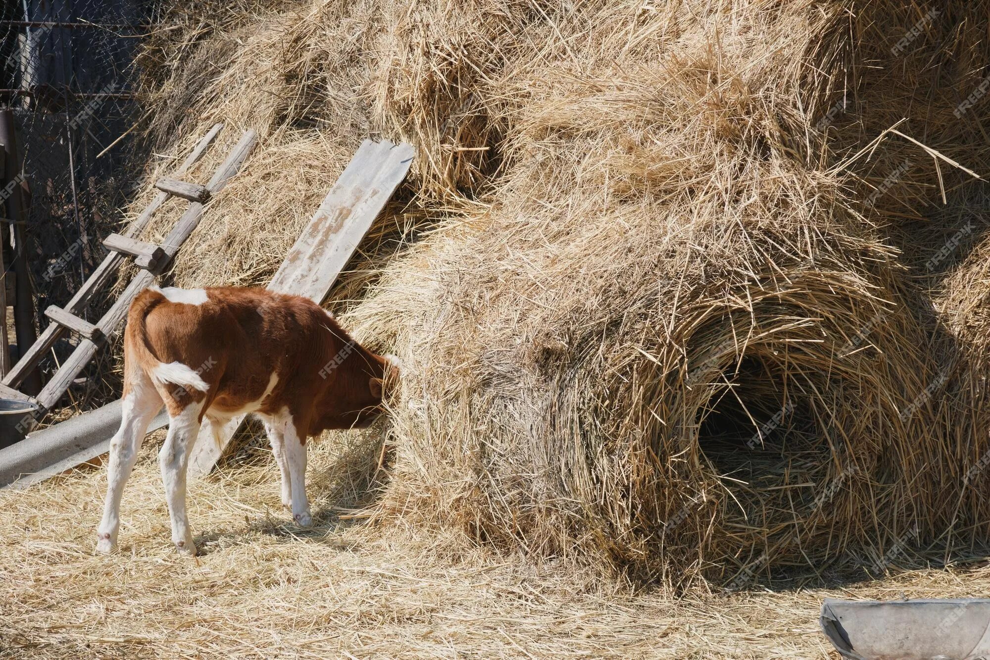 Принимаю сену. Сено для коров. Корова на сене. Корова с сеном. Корова ест сено.