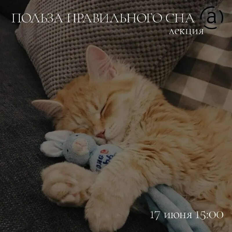 сплю на новом месте приснись жених. на новом месте приснись жених невесте картинки. кот расслабуха. на новом месте приснись как правильно. сплю на новом месте приснись жених.