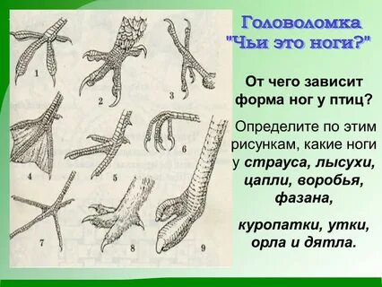 Класс птицы конечности