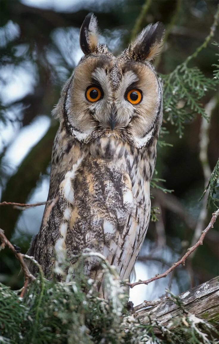 Как выглядит сова фото в реальной жизни The Spotted Wood Owl (Strix seloputo) Aves de rapiña, Buhos animales, Aves pajar