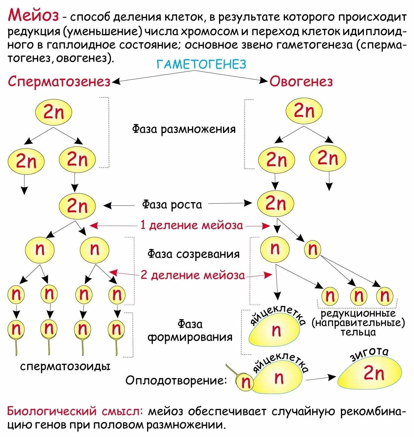 Генотип дочерних организмов. Жизненный цикл митоз мейоз схема. Схема мейоза и гаметогенеза. Схема митотического деления диплоидной клетки. Второе деление мейоза набор хромосом.