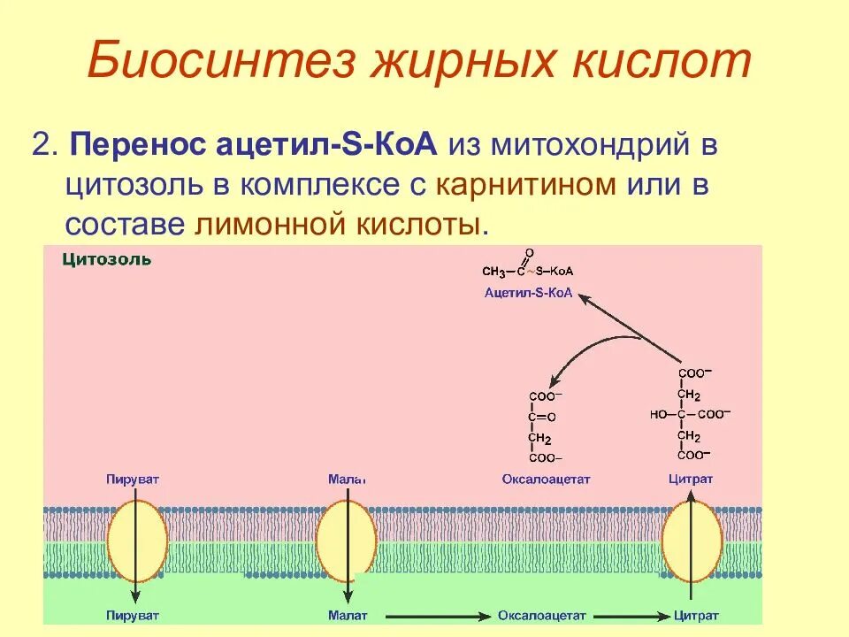 Биосинтез ростов. Биосинтез высших жирных кислот 2 этап. Цикл синтеза жирных кислот. Синтез жирных кислот - конденсация. Синтез высших жирных кислот схема.