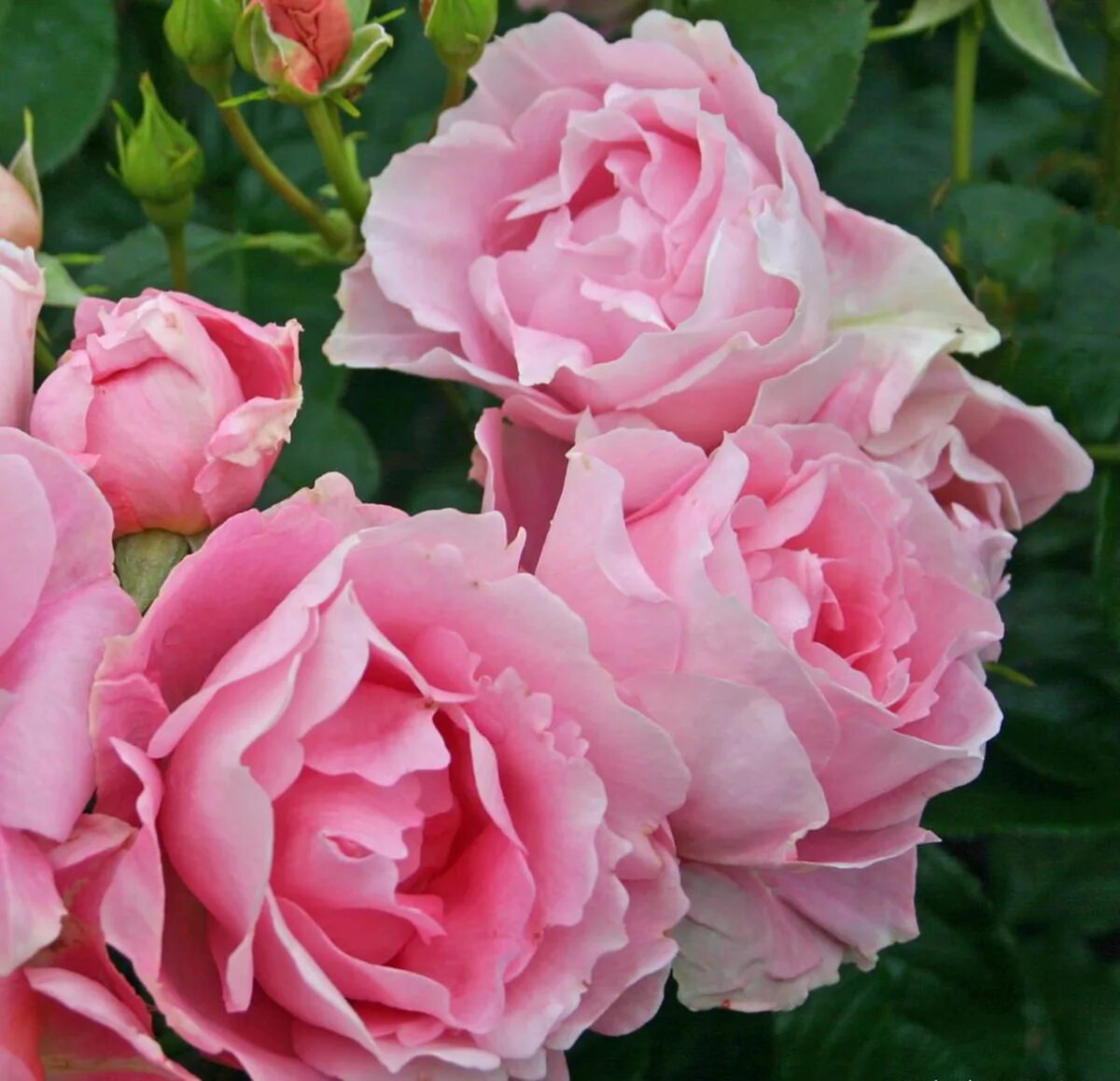 Rose poetry. Rose poetry. Rose poetry. Rose poetry. Rose poetry.