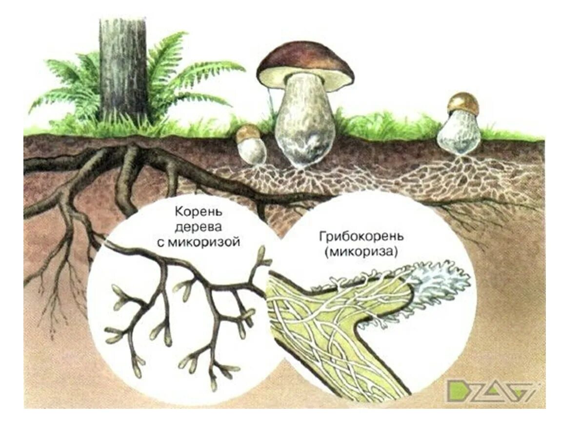 Грибы в почве. Ожогуби грибы. Корешок гриба. Корешок гриба. Грибница гриба.