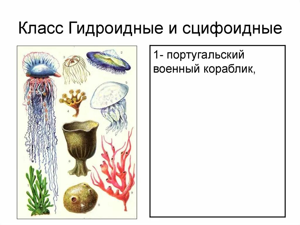 Гидроидные и сцифоидные. Сцифоидные полипы. класс гидроидные сцифоидные. губки и кишечнополостные. кишечнополостные класс гидроидные.
