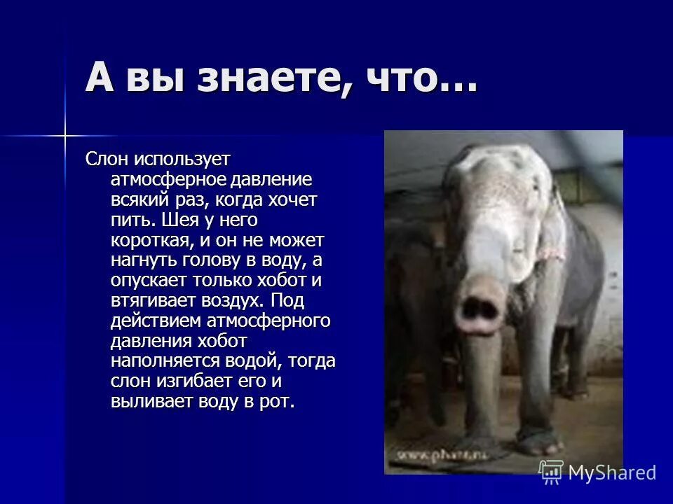 Атмосферное давление хочется спать. Атмосферное давление обозначение. Почему после приёма пищи хочется спать. Почему при высоком атмосферном давлении хочется спать. Атмосферное давление в живой природе слон.