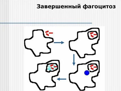 6 к фагоцитозу способны