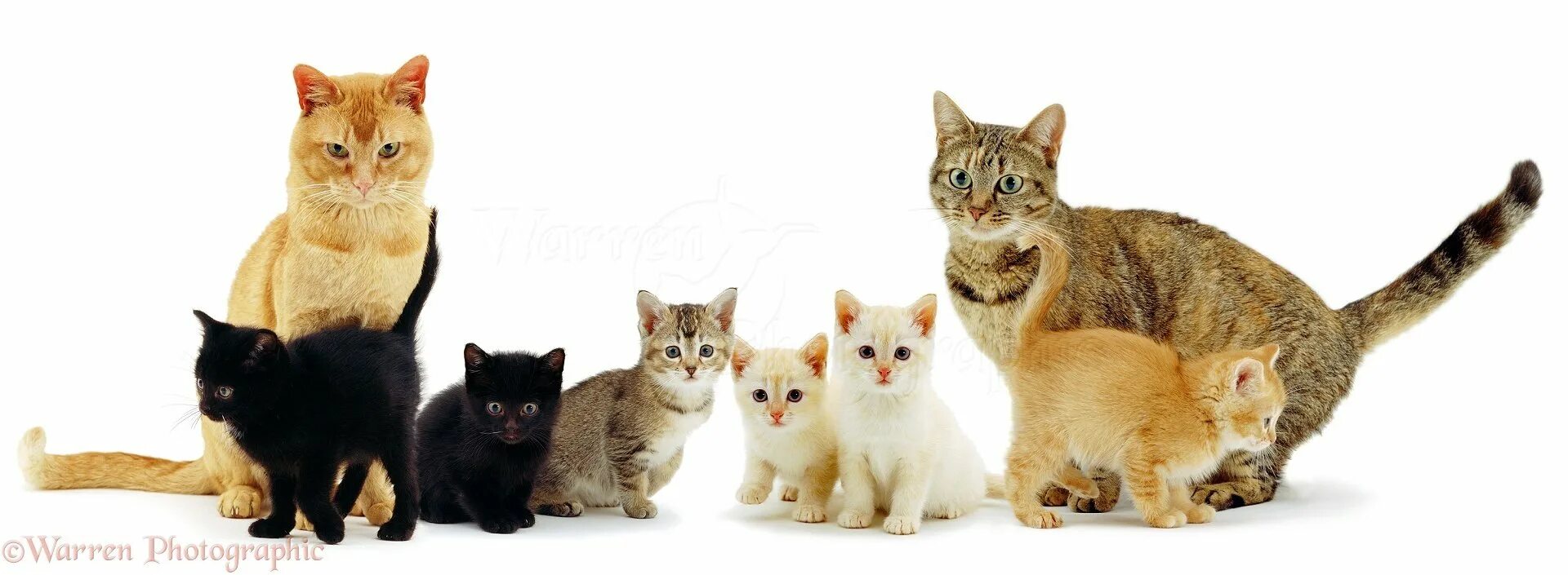 Семья кошек. Cats be family. Кошка. Кошка с котятами. Семья кокошек.