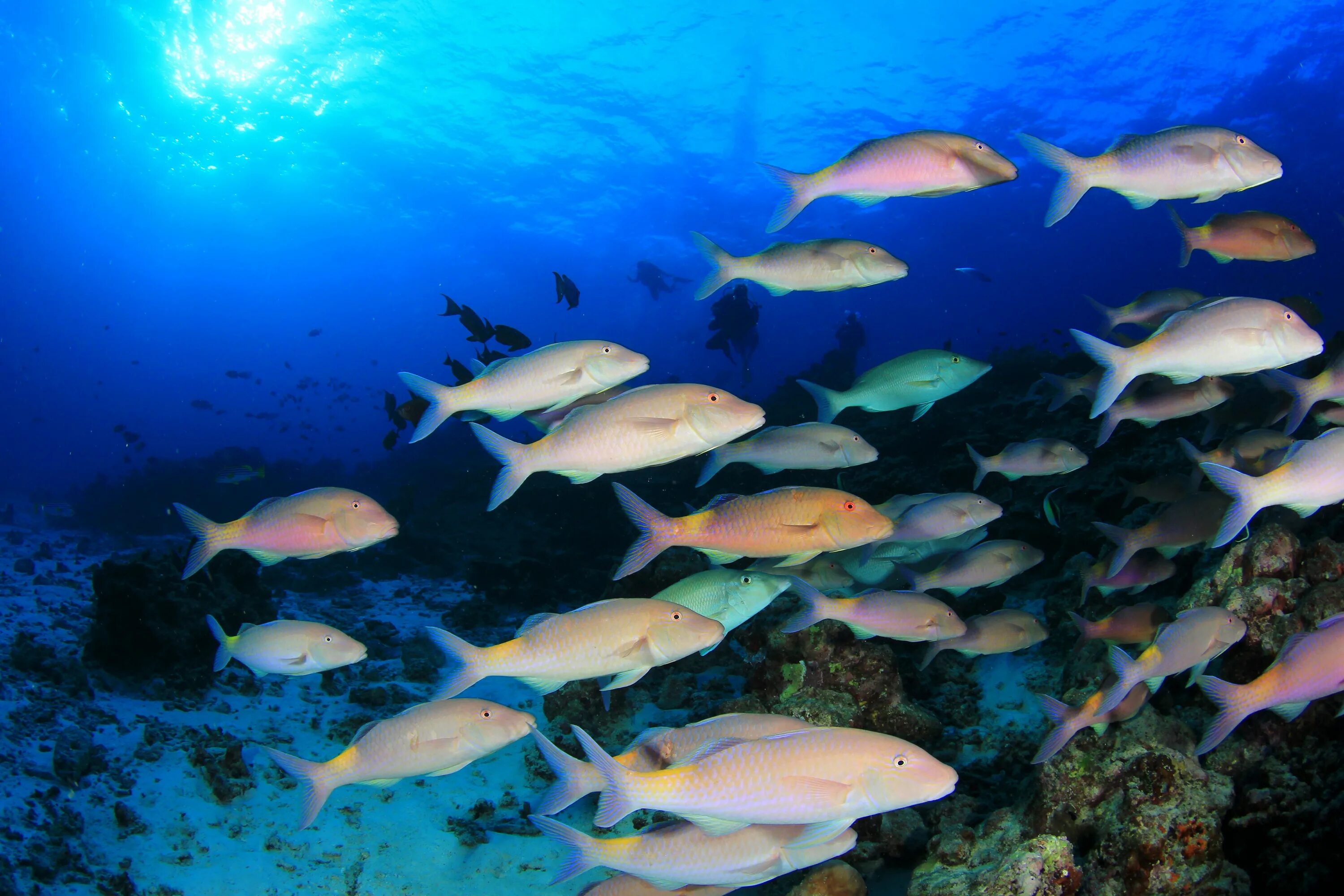 Подводный мир рыбки. Подводные рыбы. Атлантическая рыба. Подводный мир фото высокого разрешения. Рыбы в чистой воде сонник