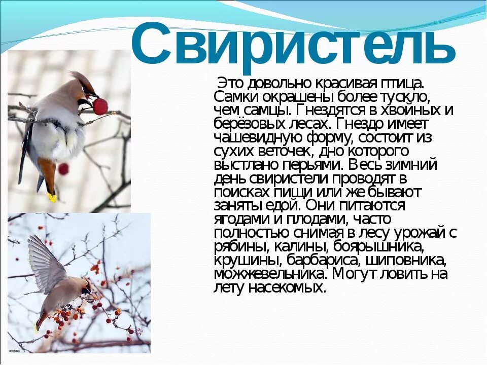 Свиристеть глагол. Рассказ о птицах. Сообщение о птицах. Описание птиц. Сообщение о птицах 3 класс.