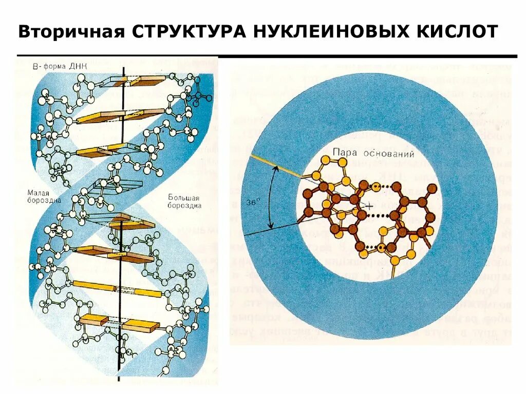 Структура нуклеиновых кислот днк. Структура нуклеиновых кислот рисунок. Строение нуклеиновых кислот. Вторичная структура нуклеиновых кислот. Вторичная структура нуклеин кислот.