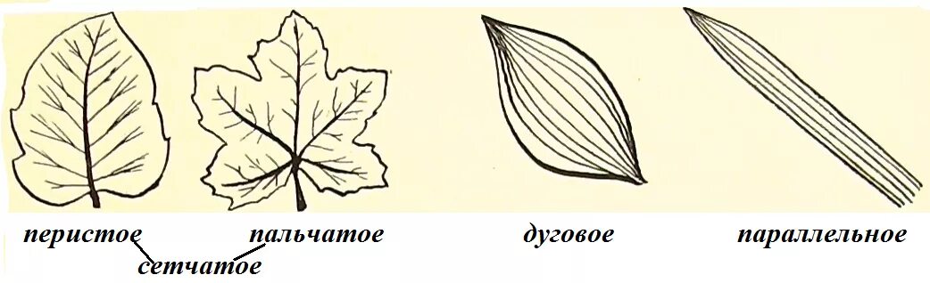 Пальчато сетчатое. Типы жилкования листа схема. Дуговое жилкование листовой пластинки у. Дуговое и перистое жилкование. Перистое пальчатое и дуговое жилкование.