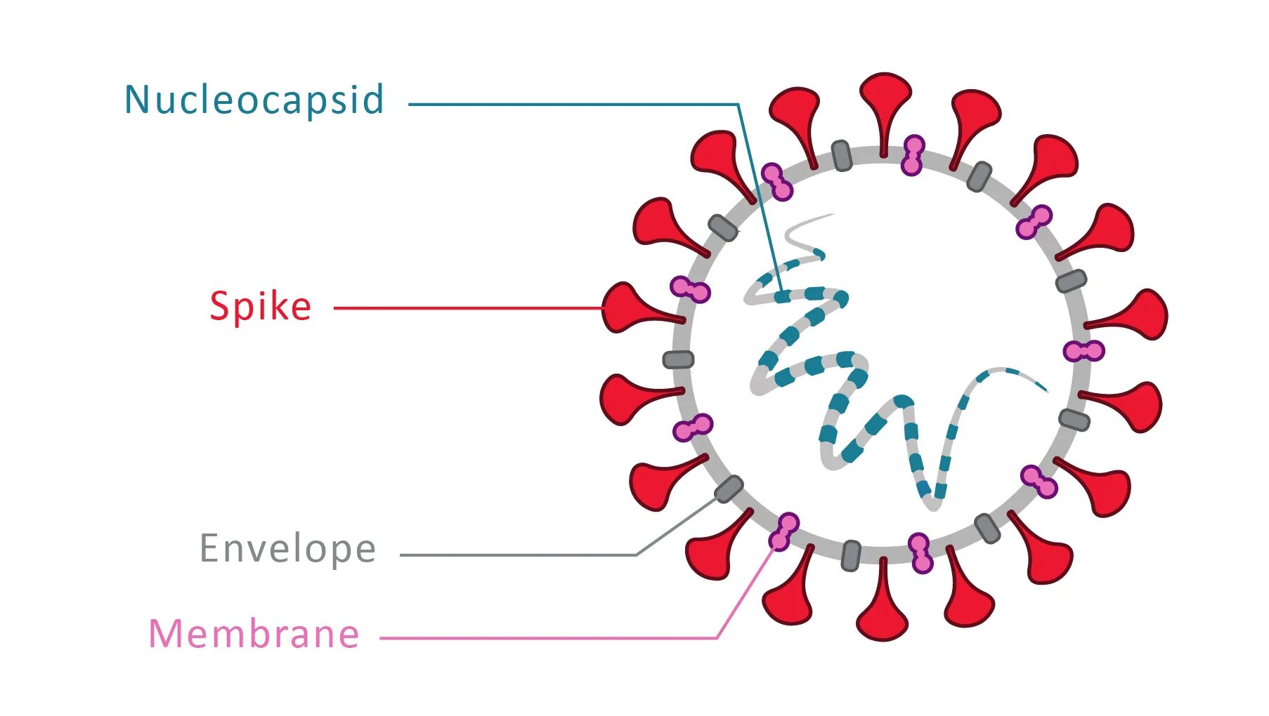 Строение коронавируса SARS-cov-2. Коронавирус структура. SARS-cov антигенная структура. Коронавирус 2019 строение.