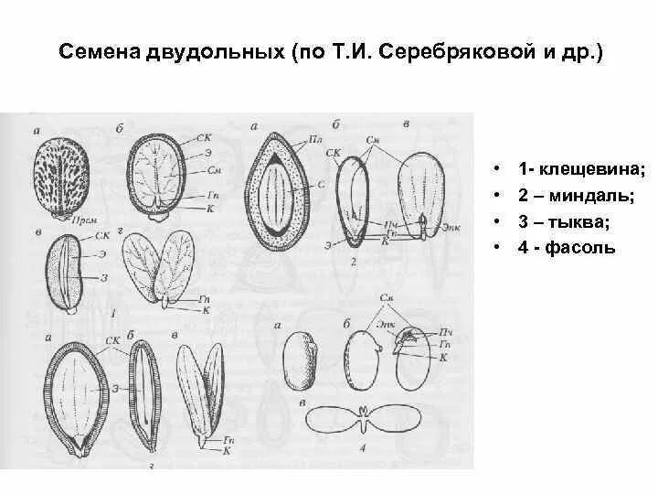 Семя томата схема. Строение семени томата и тыквы. Семян клещевины строение. Семя тыквы строение схема. Строение семени тыквы.