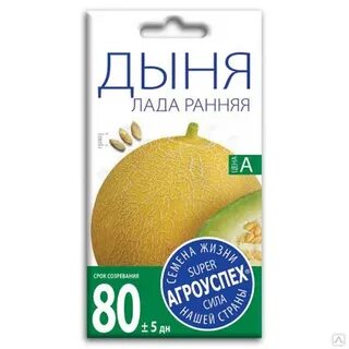 Дыня т