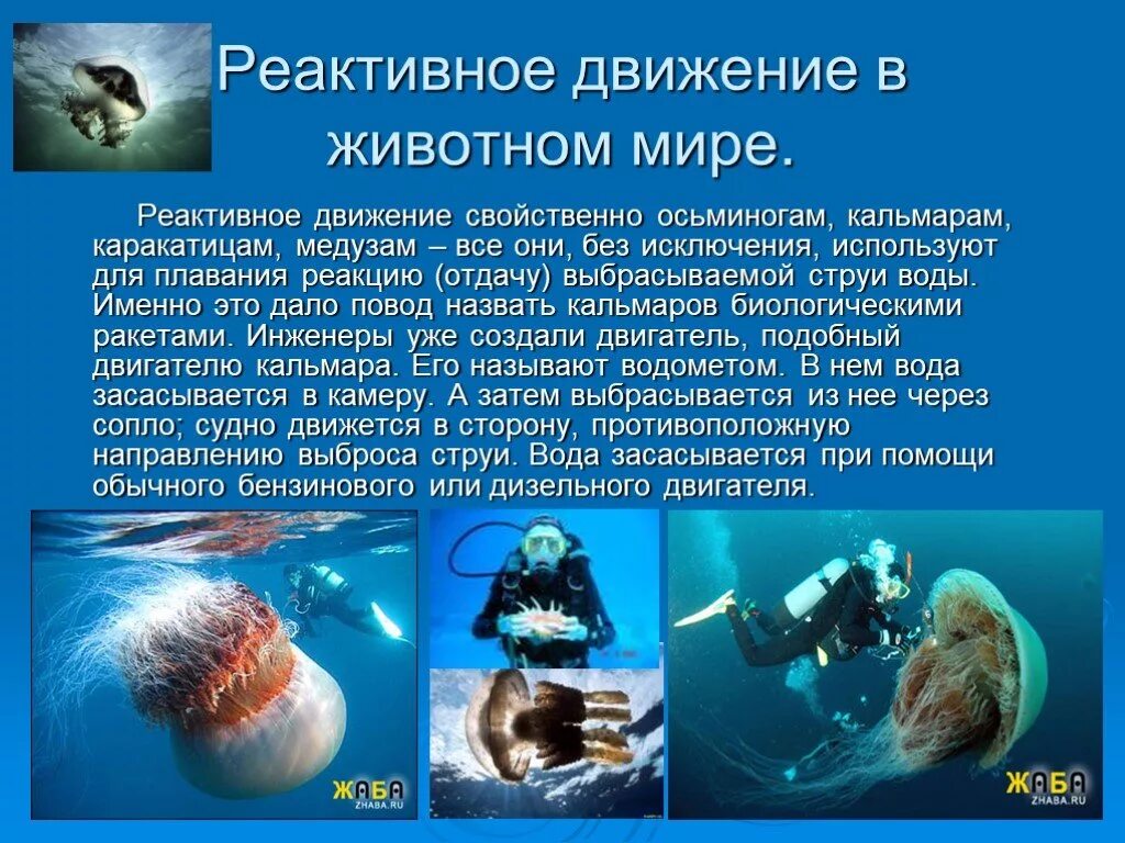 Реактивное движение используют. Реактивное движение в животном. реактивное движение презентация. реактивное движение в животном и растительном мире. реактивное движение осьминога презентация.