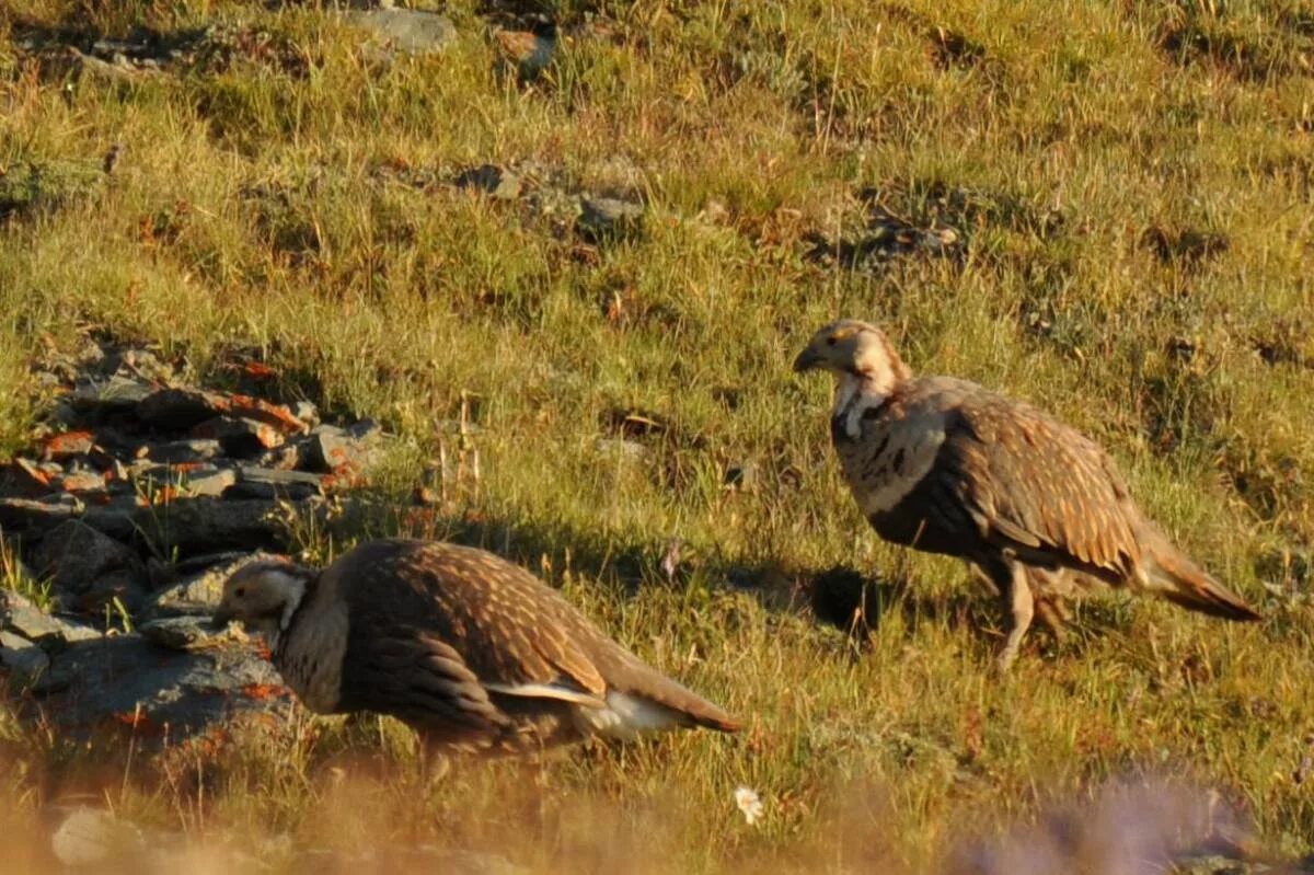 Горный индюк. Гималайский улар. Горная индейка 4 буквы сканворд. Горная индейка 4 буквы сканворд. Тибетский улар.