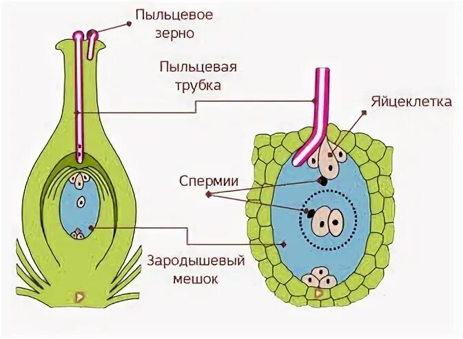 Слияние спермия и центрального ядра