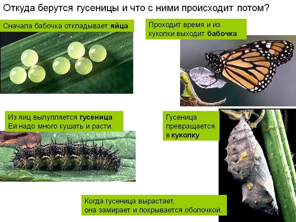 Куколка превращается. Превращение гусеницы в бабочку. откуда берутся гусеницы. гусеница бабочки. гусеница превращается в бабочку.
