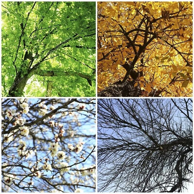 Апрель пора года. Коллаж времена года. Фото природы в Разное время года. Дерево в разные времена года.
