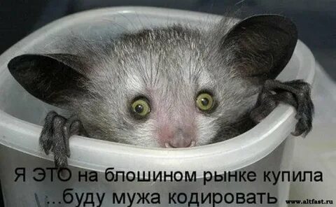Чучундра мем