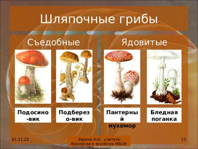 Какой тип питания характерен для мухомора пантерного. Ядовитые Шляпочные грибы. Несъедобные Шляпочные грибы. Какие несъедобные Шляпочные грибы вы знаете. Строение и многообразие грибов.