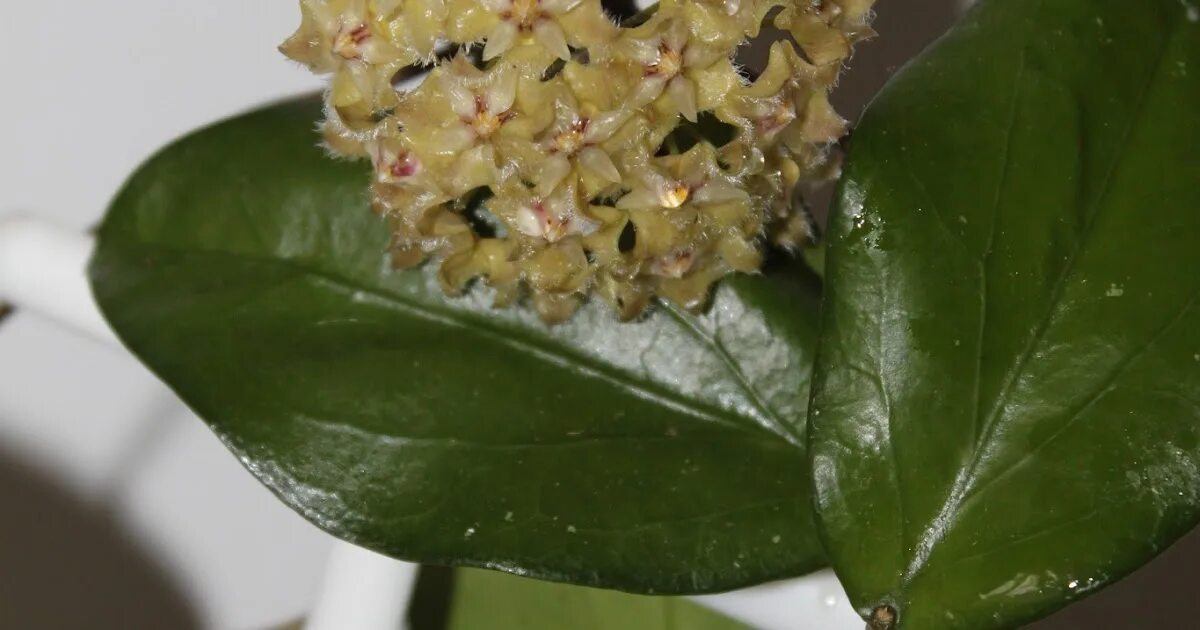 Хойя эритрина. Хойя erythrina bajo. хойя эритрина камерон. хойя камерон исланд. хойя erythrina narathiwat.