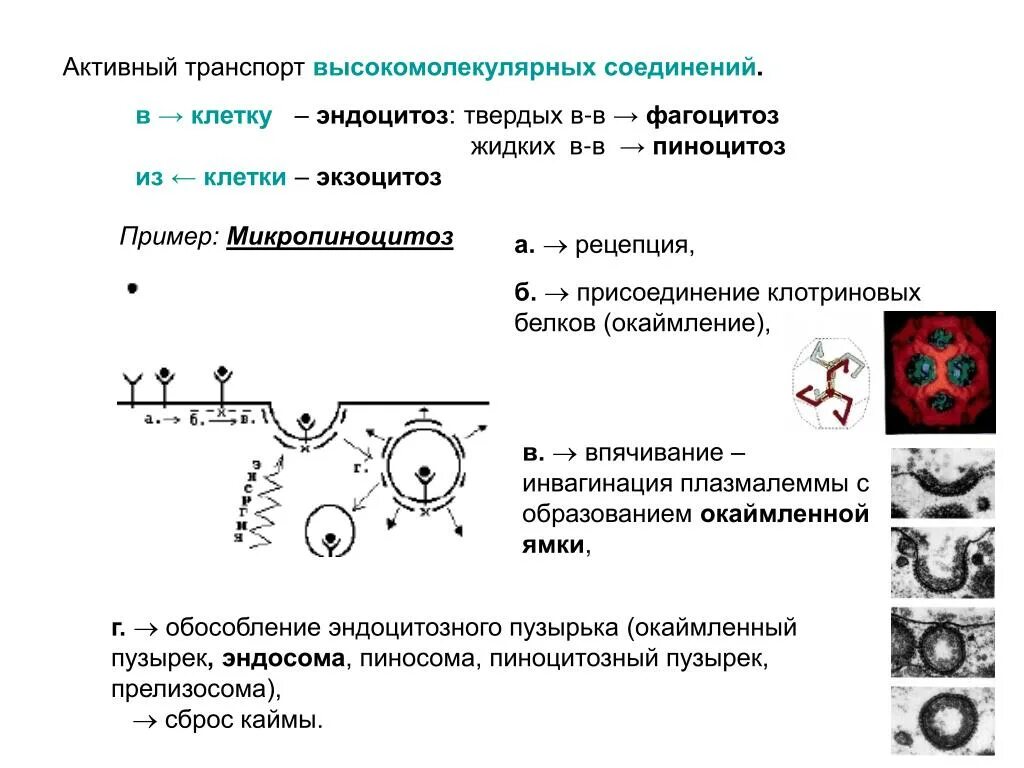 Пиницитивный пузырек функции. Строение и функции клетки пиноцитоз. Пиноцитоз пузырек функции. Пиноцитозный пузырек функции.