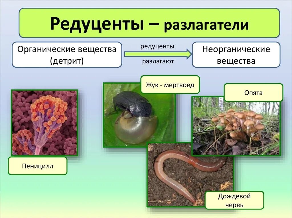 Редуцентами называют