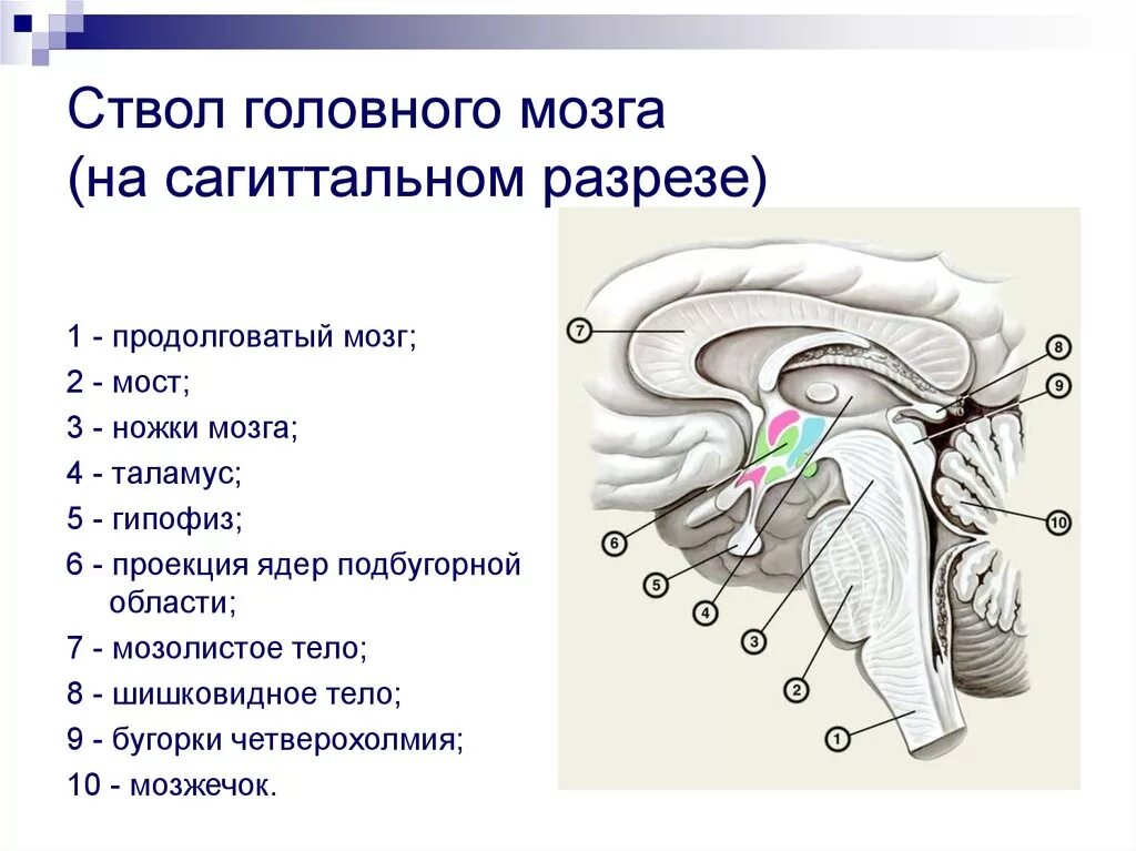 Отделы ствола мозга анатомия. Структуры ствола мозга анатомия. Строение головного мозга ствола мозга. Строение ствола головного мозга человека анатомия.