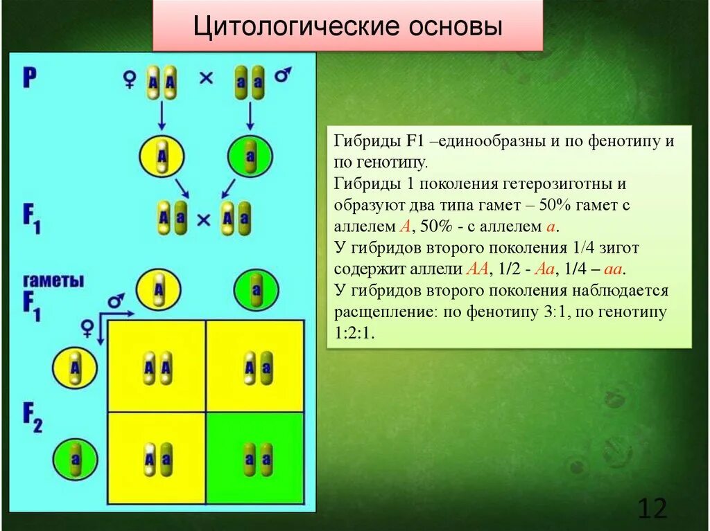 Как определить генотип в задаче. Моногибридное скрещивание f2. Закономерности наследования г. Менделя. По генотипу по фенотипу. Генотип гибридов первого поколения.