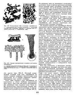 Слоевище характерно для