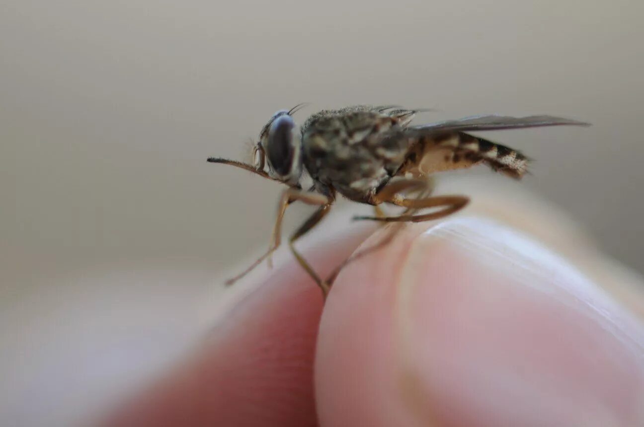 Tsetse fly. Муха ЦЕЦЕ. Африканская Муха ЦЕЦЕ. Муха ЦЕЦЕ опасна. Муха ЦЕЦЕ Муха ЦЕЦЕ.