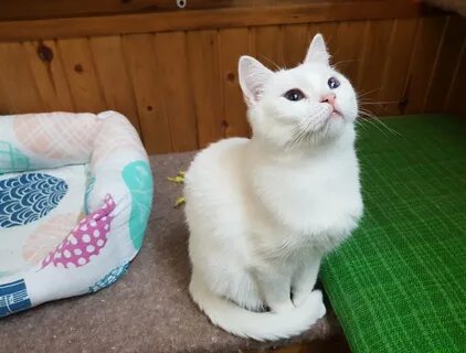 Kai cat