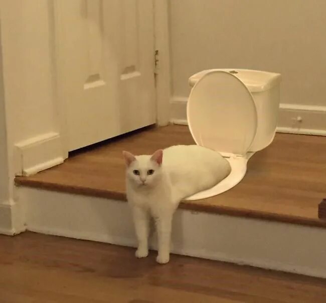 Приколы про кошек. Коты с озвучкой. Animals "the best of". Funniest cat that. Funniest cat that.