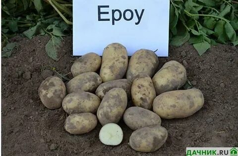 Картофель арроу описание сорта фото отзывы сроки