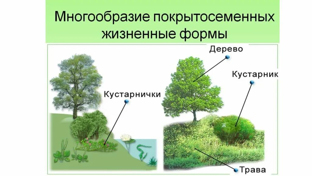 Голосеменные представлены только деревьями и кустарниками