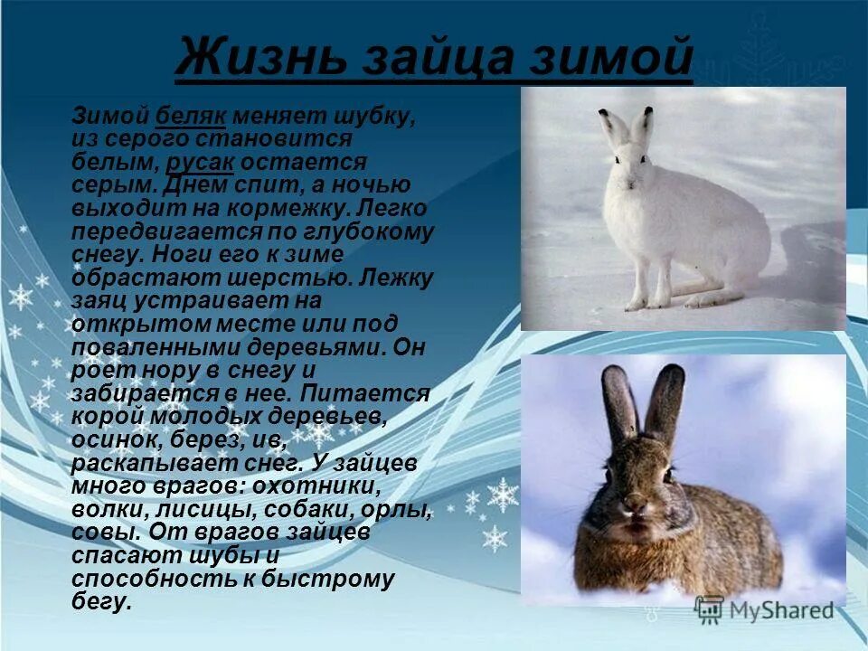 Рассказ о зайце зимой. Заяц для презентации. Сообщение о зайце. Доклад про зайца.