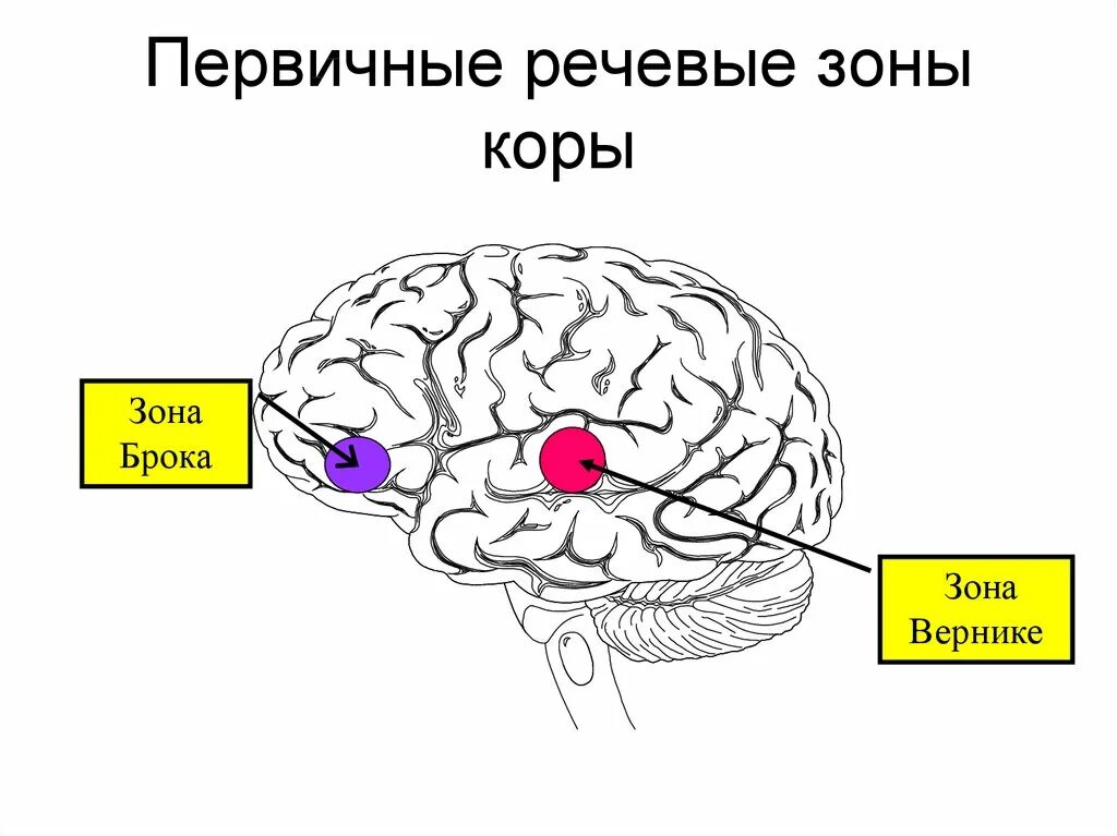 Слуховой центр коры мозга. Зона Брока и Вернике. Центр Вернике и центр Брока. Зоны головного мозга Брока и Вернике. Центры речи Брока и Вернике.